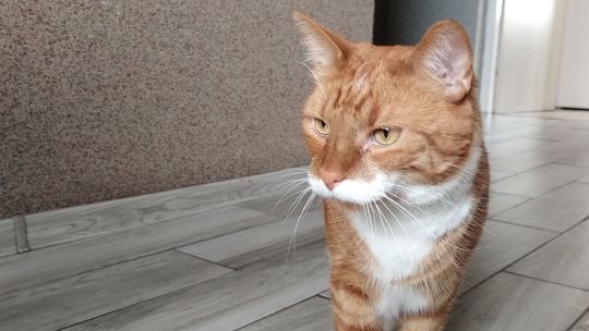 Piękne kociaki naszych Czytelników [GALERIA ZDJĘĆ]