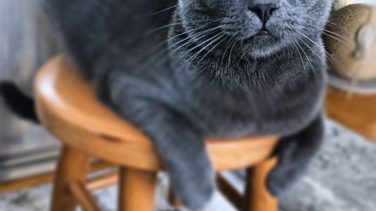 Piękne kociaki naszych Czytelników [GALERIA ZDJĘĆ]