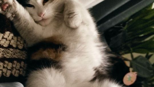 Piękne kociaki naszych Czytelników [GALERIA ZDJĘĆ]