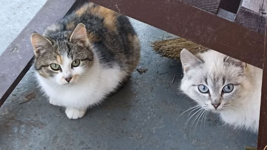 Piękne kociaki naszych Czytelników [GALERIA ZDJĘĆ]