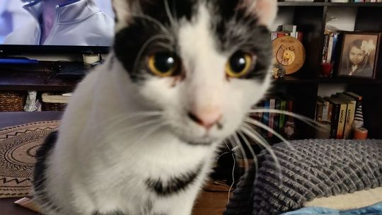 Piękne kociaki naszych Czytelników [GALERIA ZDJĘĆ]