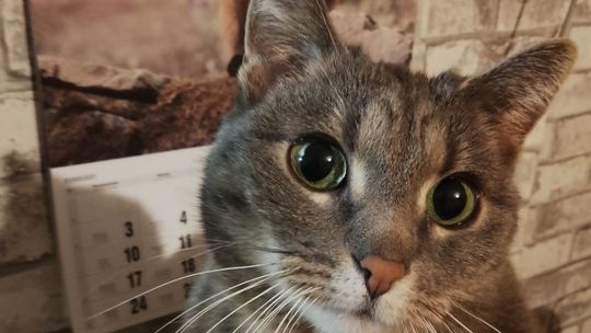 Piękne kociaki naszych Czytelników [GALERIA ZDJĘĆ]