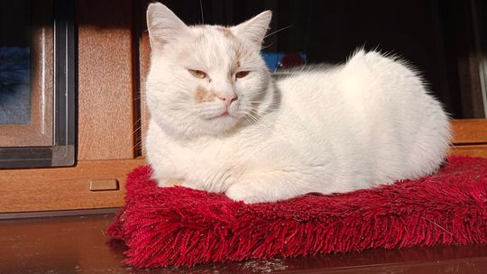 Piękne kociaki naszych Czytelników [GALERIA ZDJĘĆ]