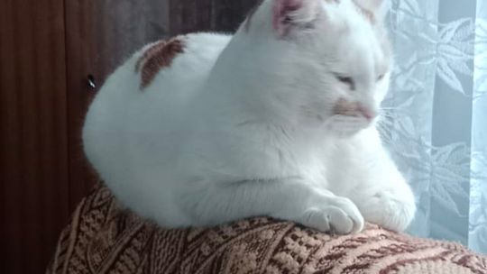 Piękne kociaki naszych Czytelników [GALERIA ZDJĘĆ]