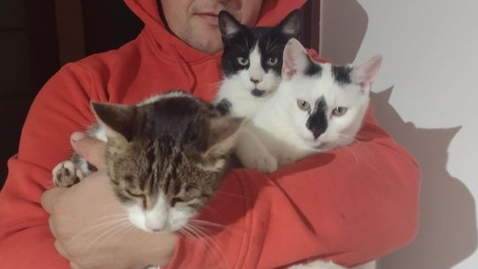 Piękne kociaki naszych Czytelników [GALERIA ZDJĘĆ]