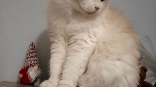 Piękne kociaki naszych Czytelników [GALERIA ZDJĘĆ]