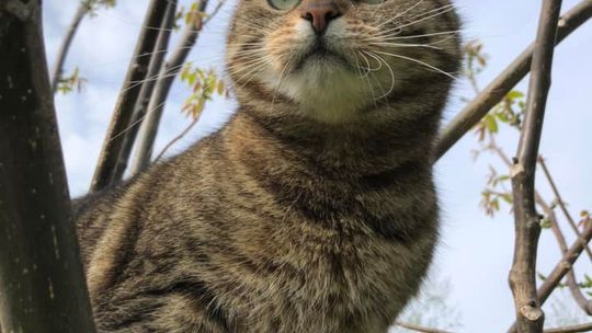 Piękne kociaki naszych Czytelników [GALERIA ZDJĘĆ]