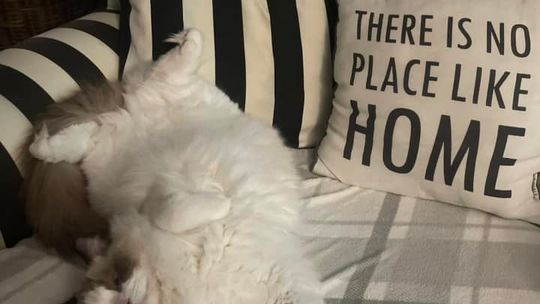 Piękne kociaki naszych Czytelników [GALERIA ZDJĘĆ]