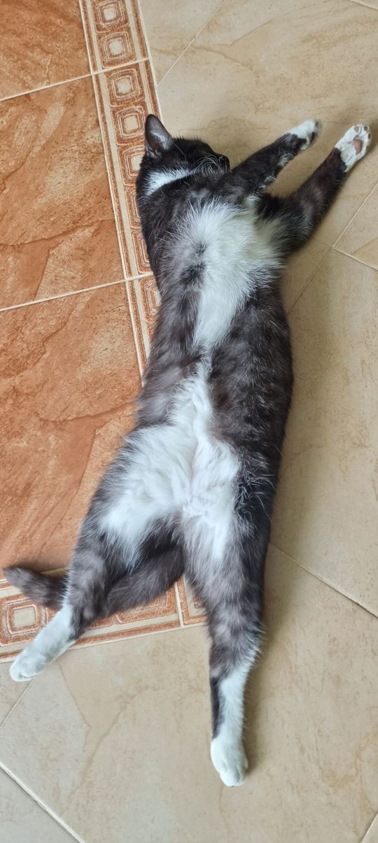 Piękne kociaki naszych Czytelników [GALERIA ZDJĘĆ]