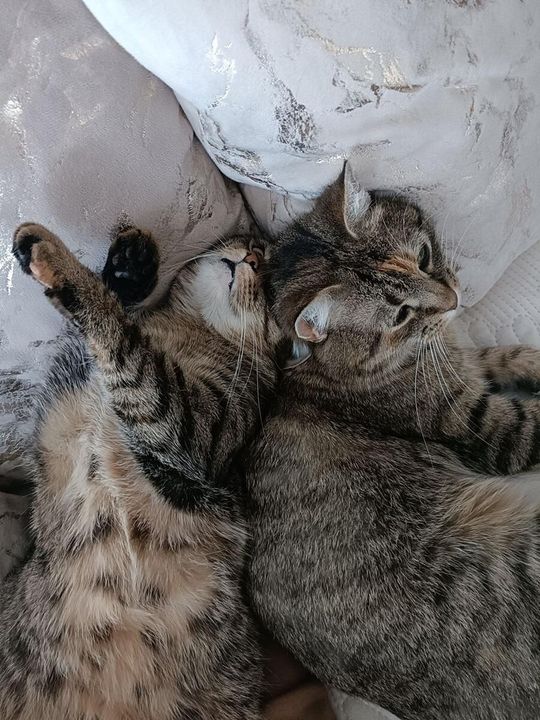 Piękne kociaki naszych Czytelników [GALERIA ZDJĘĆ]