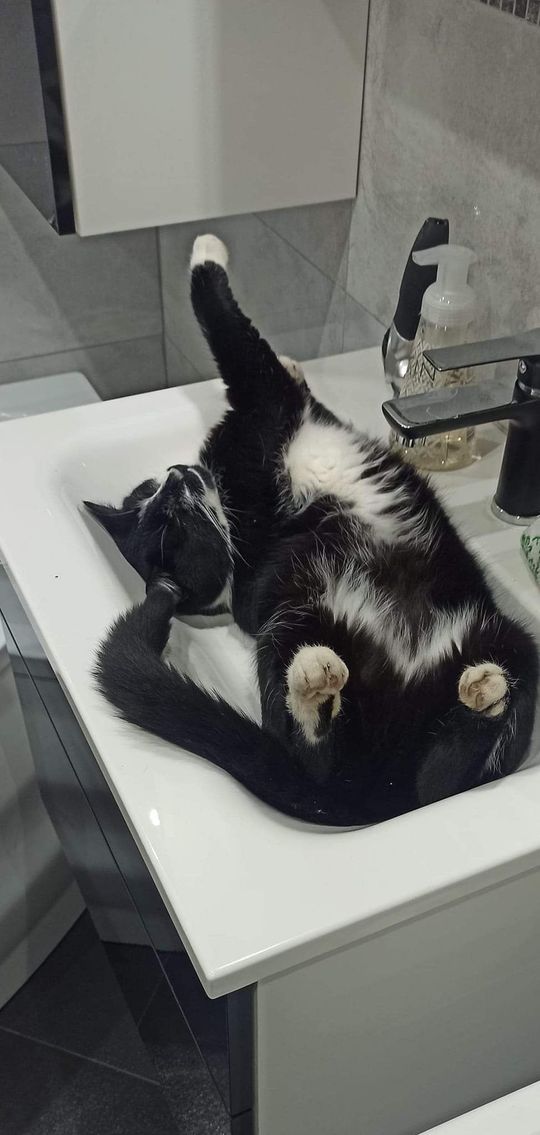 Piękne kociaki naszych Czytelników [GALERIA ZDJĘĆ]