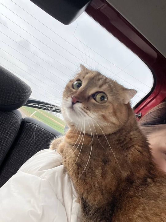 Piękne kociaki naszych Czytelników [GALERIA ZDJĘĆ]