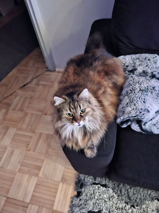 Piękne kociaki naszych Czytelników [GALERIA ZDJĘĆ]