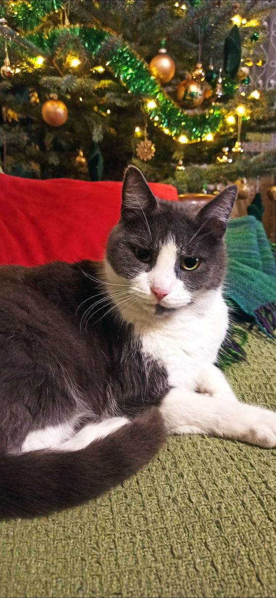 Piękne kociaki naszych Czytelników [GALERIA ZDJĘĆ]