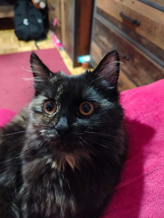 Piękne kociaki naszych Czytelników [GALERIA ZDJĘĆ]