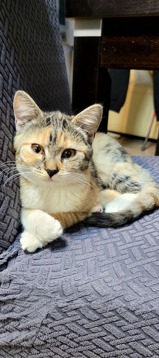 Piękne kociaki naszych Czytelników [GALERIA ZDJĘĆ]