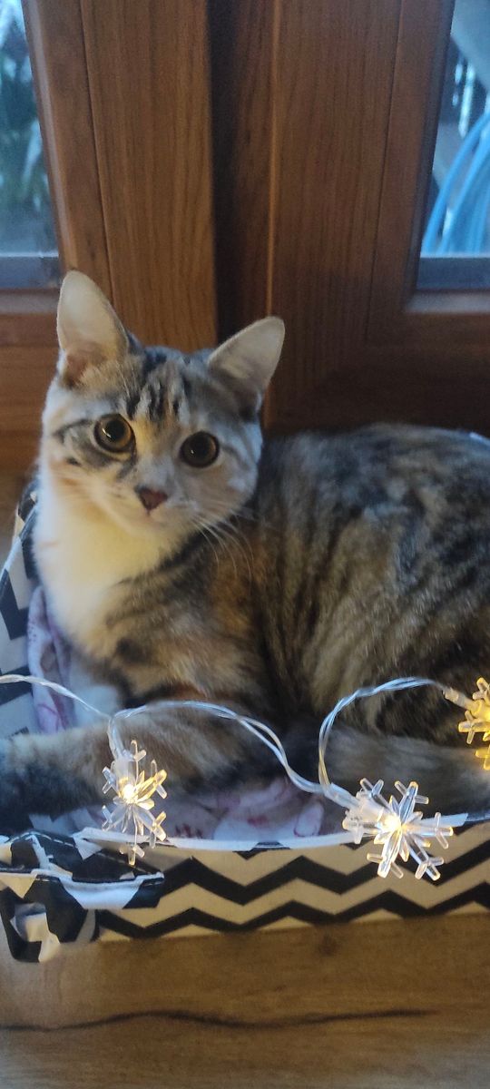 Piękne kociaki naszych Czytelników [GALERIA ZDJĘĆ]