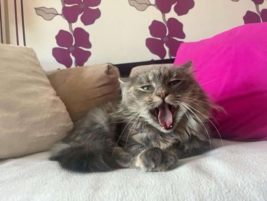 Piękne kociaki naszych Czytelników [GALERIA ZDJĘĆ]