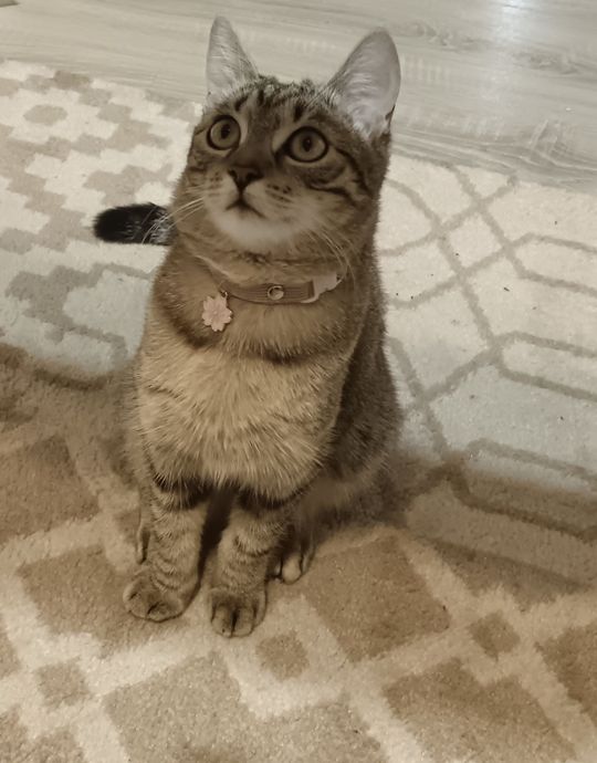 Piękne kociaki naszych Czytelników [GALERIA ZDJĘĆ]