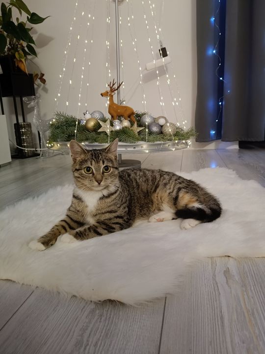 Piękne kociaki naszych Czytelników [GALERIA ZDJĘĆ]