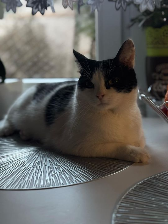 Piękne kociaki naszych Czytelników [GALERIA ZDJĘĆ]