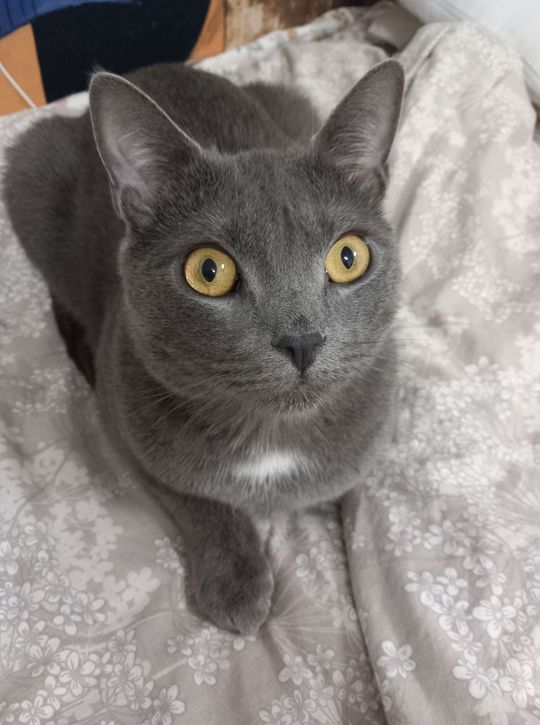 Piękne kociaki naszych Czytelników [GALERIA ZDJĘĆ]