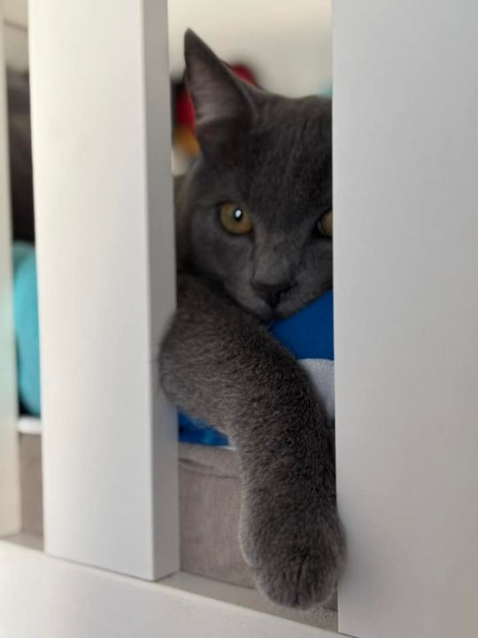 Piękne kociaki naszych Czytelników [GALERIA ZDJĘĆ]