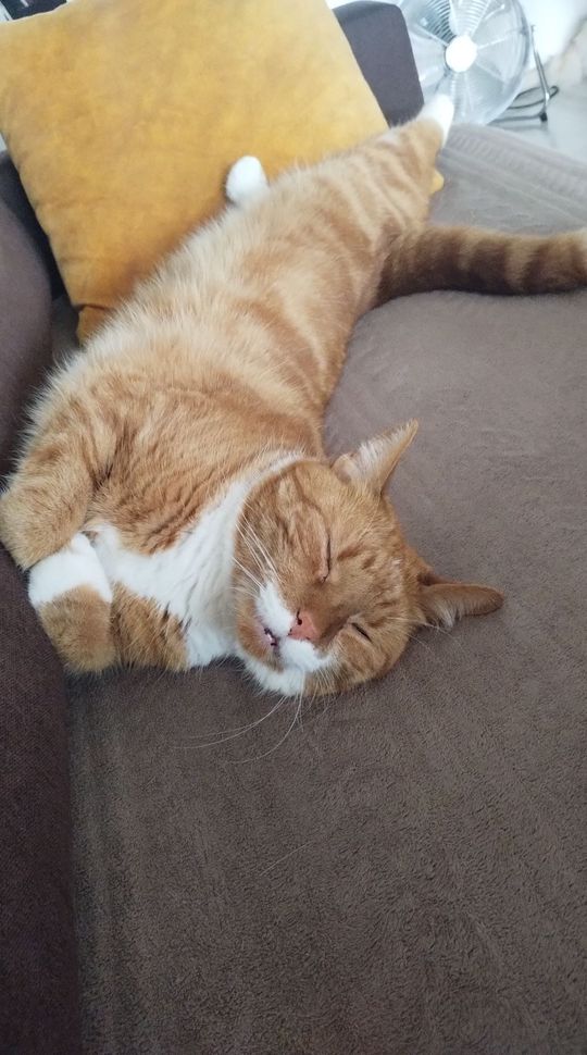 Piękne kociaki naszych Czytelników [GALERIA ZDJĘĆ]