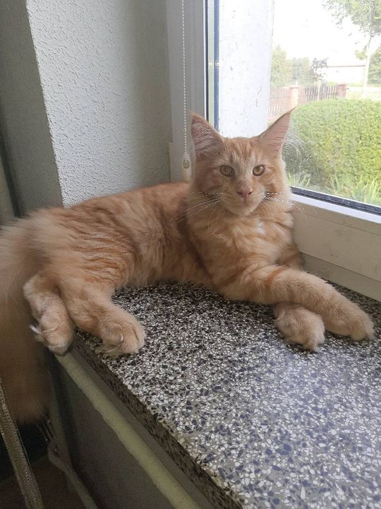 Piękne kociaki naszych Czytelników [GALERIA ZDJĘĆ]