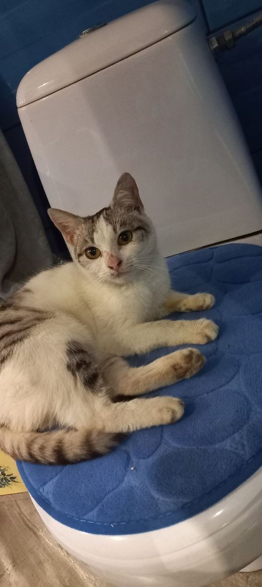 Piękne kociaki naszych Czytelników [GALERIA ZDJĘĆ]