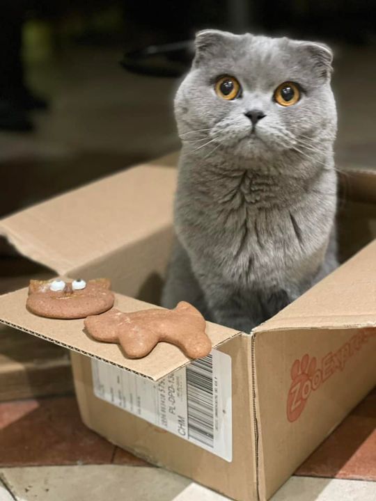 Piękne kociaki naszych Czytelników [GALERIA ZDJĘĆ]