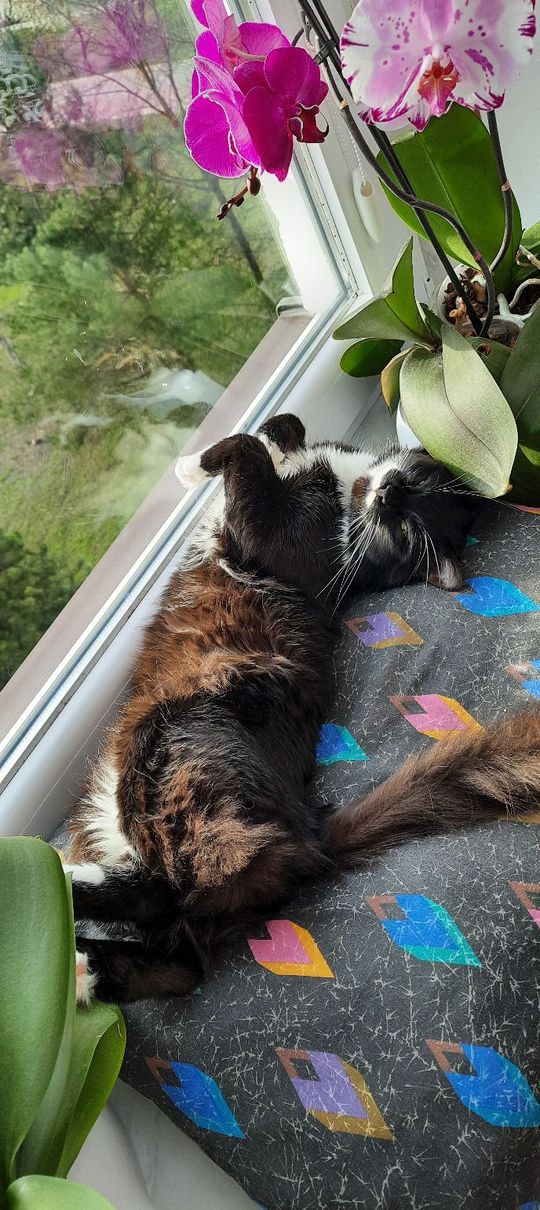 Piękne kociaki naszych Czytelników [GALERIA ZDJĘĆ]