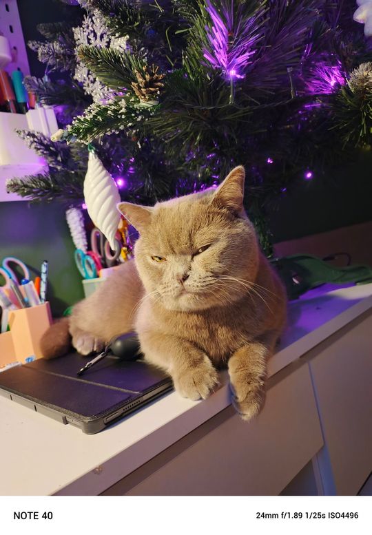 Piękne kociaki naszych Czytelników [GALERIA ZDJĘĆ]