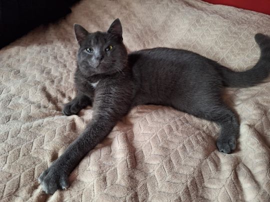 Piękne kociaki naszych Czytelników [GALERIA ZDJĘĆ]