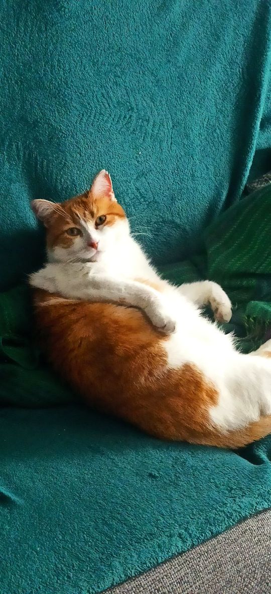 Piękne kociaki naszych Czytelników [GALERIA ZDJĘĆ]