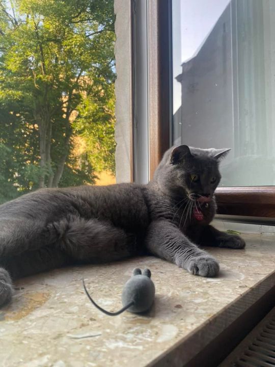 Piękne kociaki naszych Czytelników [GALERIA ZDJĘĆ]