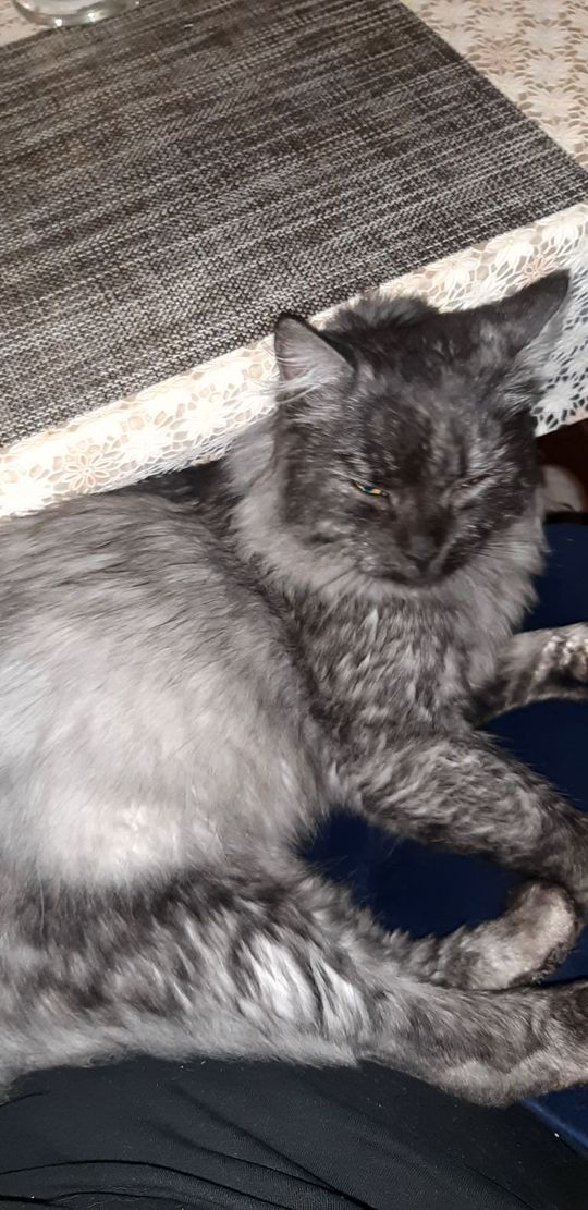 Piękne kociaki naszych Czytelników [GALERIA ZDJĘĆ]