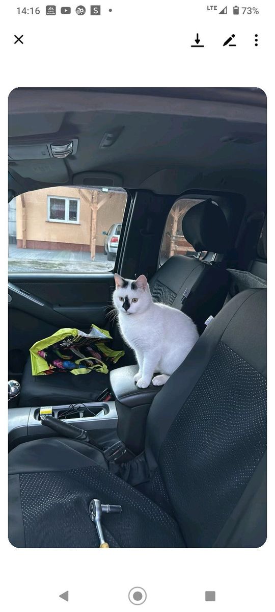 Piękne kociaki naszych Czytelników [GALERIA ZDJĘĆ]