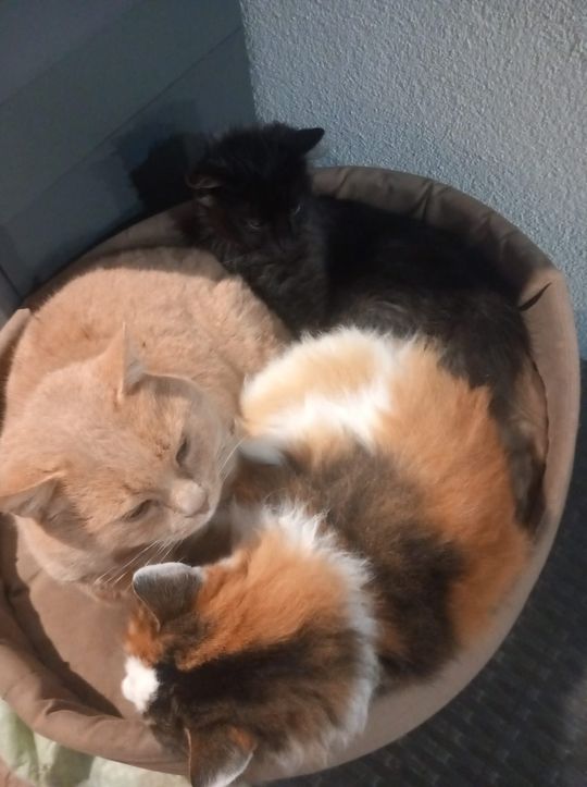 Piękne kociaki naszych Czytelników [GALERIA ZDJĘĆ]