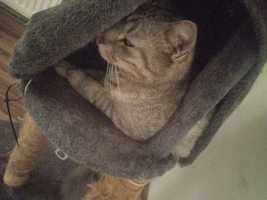 Piękne kociaki naszych Czytelników [GALERIA ZDJĘĆ]