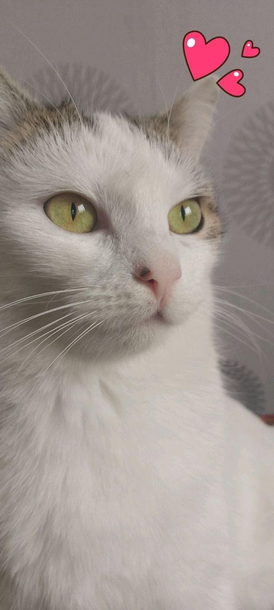 Piękne kociaki naszych Czytelników [GALERIA ZDJĘĆ]