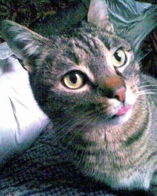 Piękne kociaki naszych Czytelników [GALERIA ZDJĘĆ]