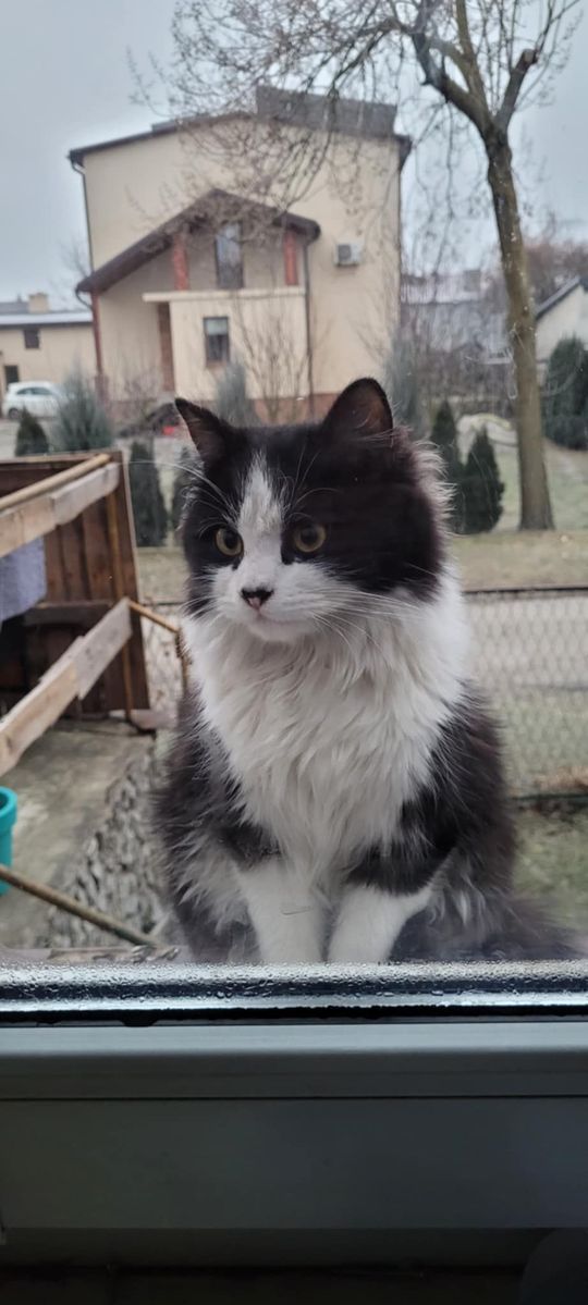 Piękne kociaki naszych Czytelników [GALERIA ZDJĘĆ]