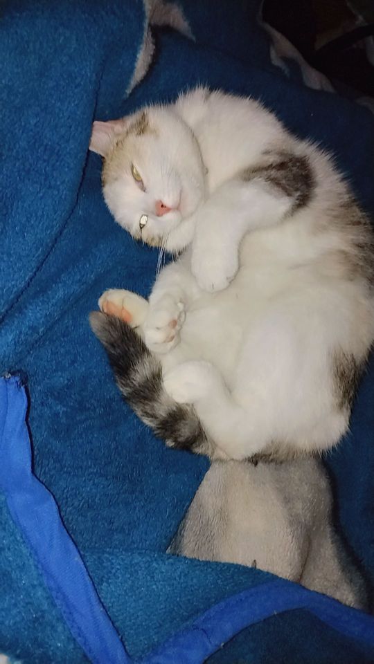 Piękne kociaki naszych Czytelników [GALERIA ZDJĘĆ]