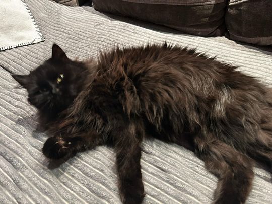 Piękne kociaki naszych Czytelników [GALERIA ZDJĘĆ]