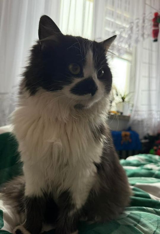 Piękne kociaki naszych Czytelników [GALERIA ZDJĘĆ]