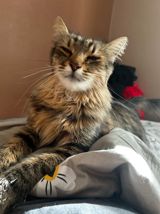 Piękne kociaki naszych Czytelników [GALERIA ZDJĘĆ]