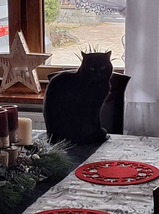 Piękne kociaki naszych Czytelników [GALERIA ZDJĘĆ]