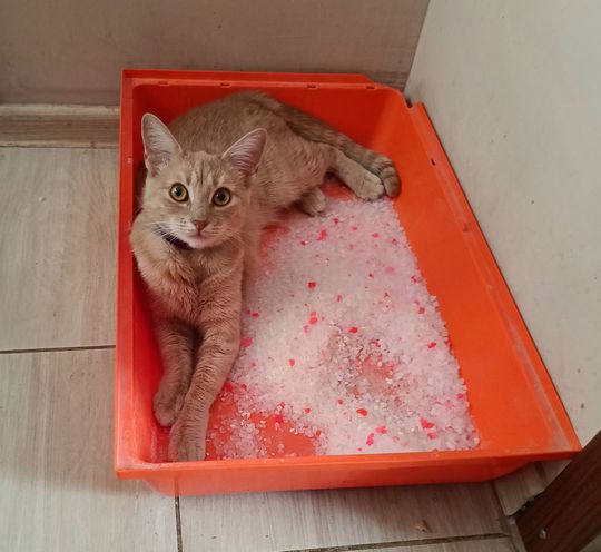 Piękne kociaki naszych Czytelników [GALERIA ZDJĘĆ]