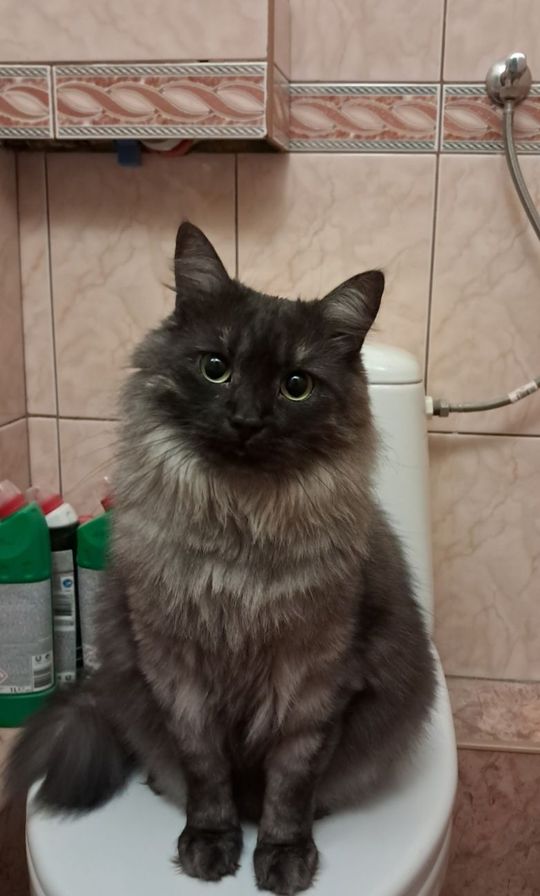 Piękne kociaki naszych Czytelników [GALERIA ZDJĘĆ]